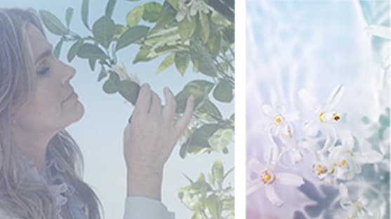 A Voyage of the Senses